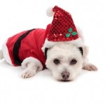 Small white dog in santa suit